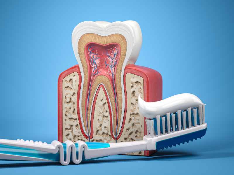 Las partes del diente explicadas, desde el esmalte hasta la raíz